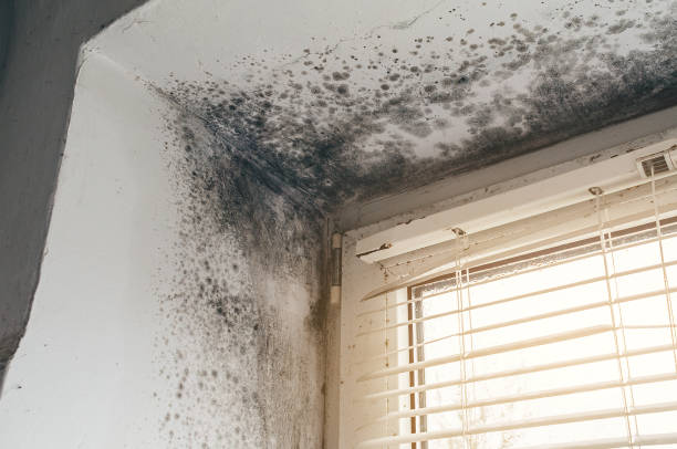 Affordable Attic Mold Remediation solutions in Columbia, IL