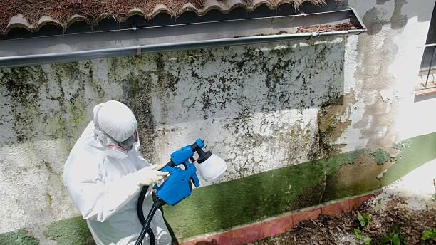 Top rated local Attic Mold Remediation specialists in Columbia, IL